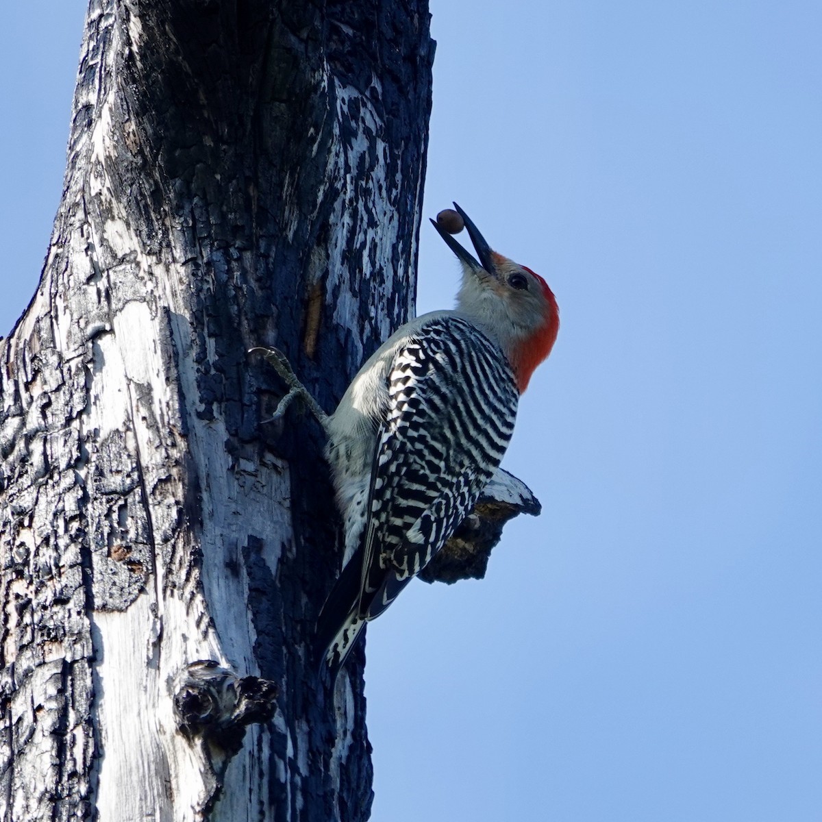 Red-bellied Woodpecker - ML646376547