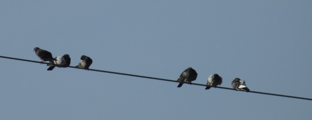 Rock Pigeon (Feral Pigeon) - ML646376548