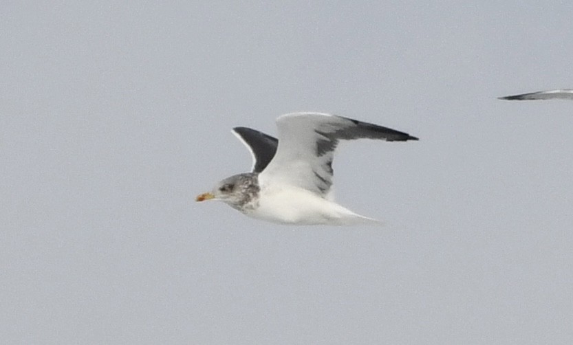 Lesser Black-backed Gull - ML646376549