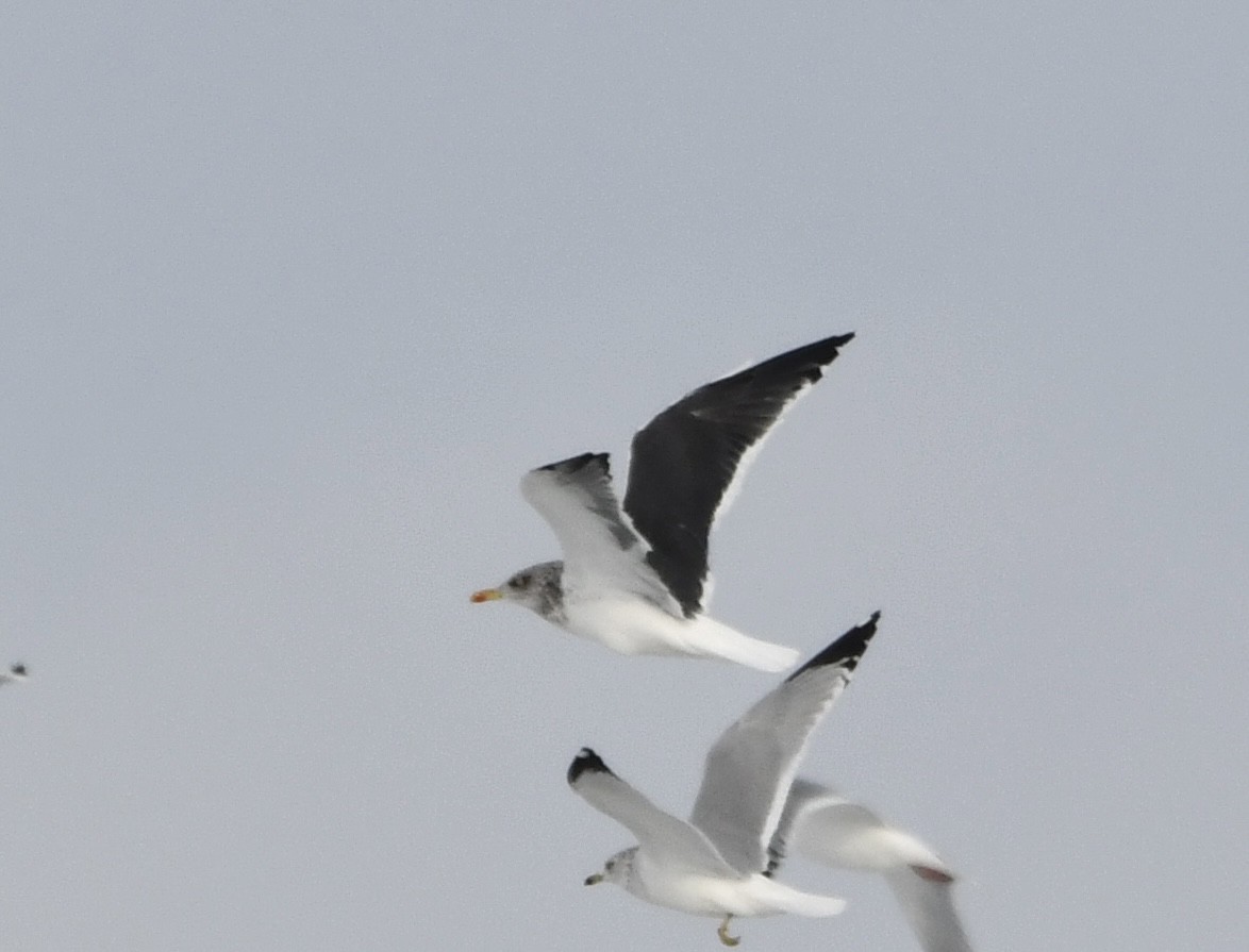 Lesser Black-backed Gull - ML646376550