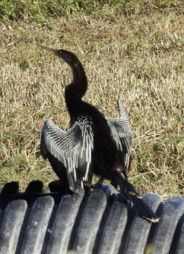 Anhinga - ML646376556