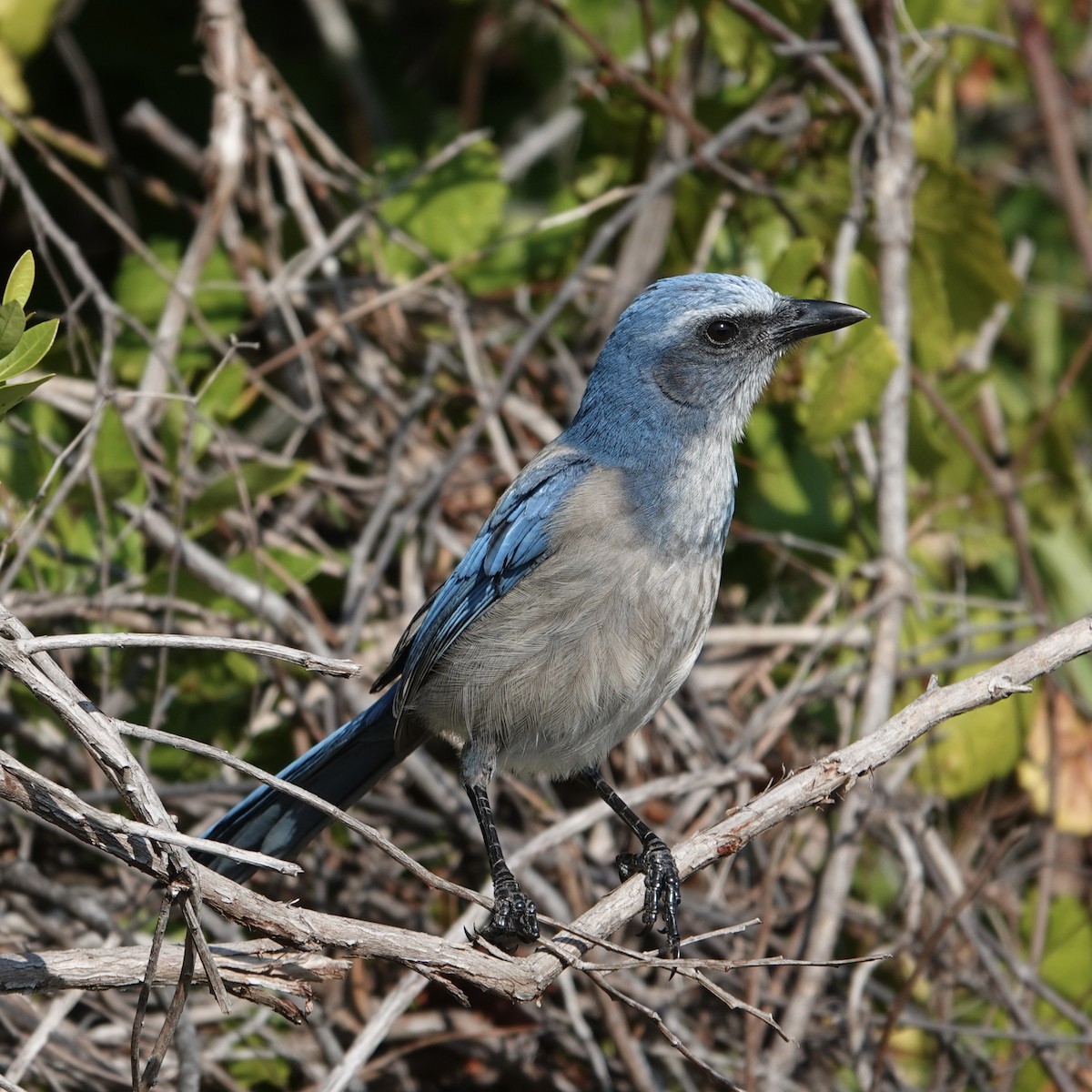 Florida Scrub-Jay - ML646376557