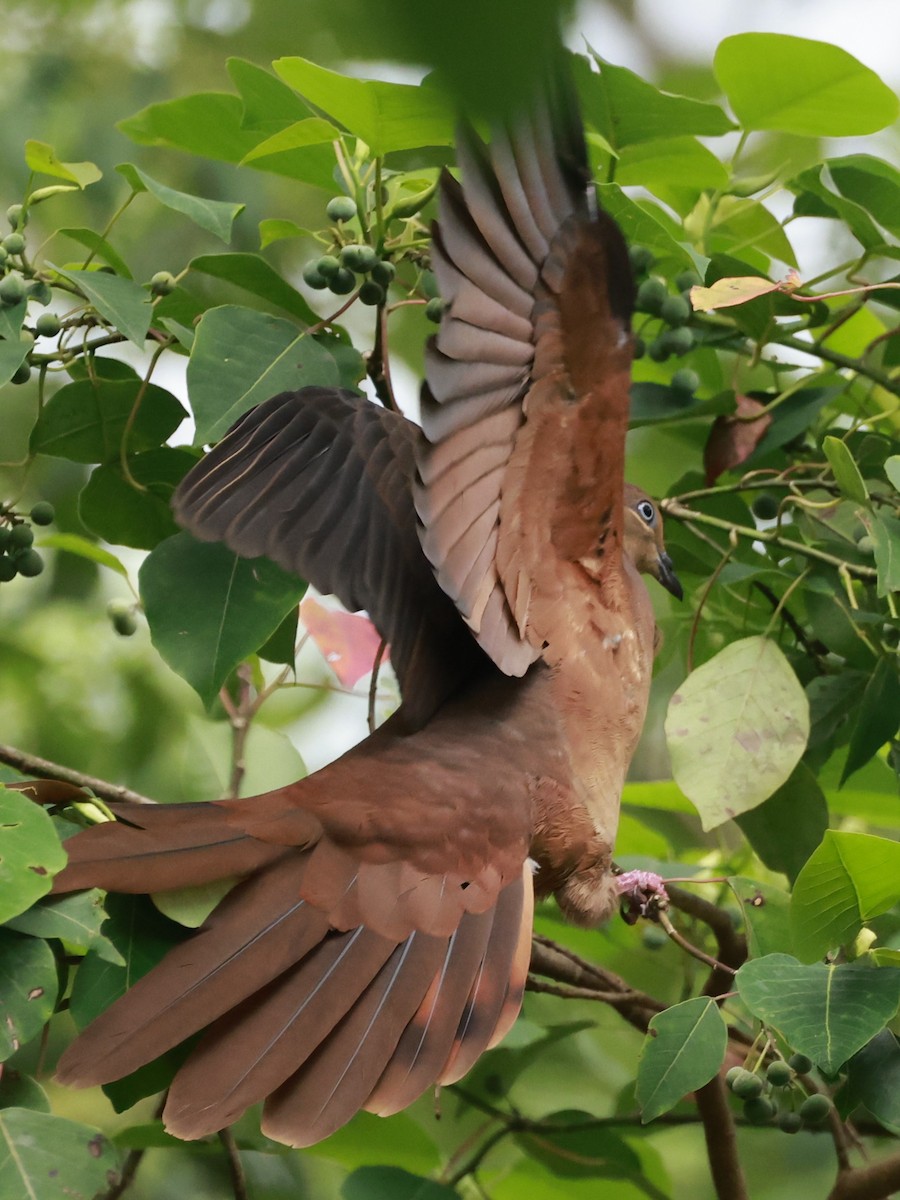Brown Cuckoo-Dove - ML646376558