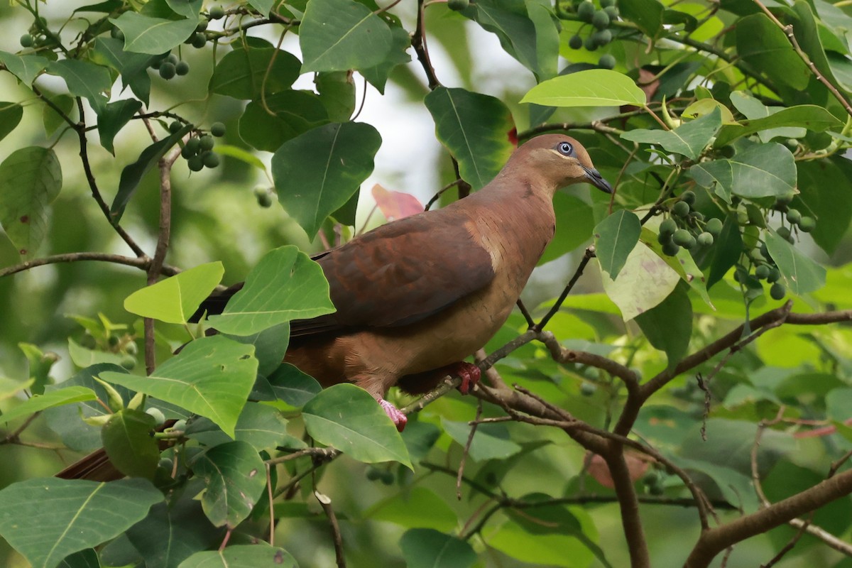 Brown Cuckoo-Dove - ML646376559