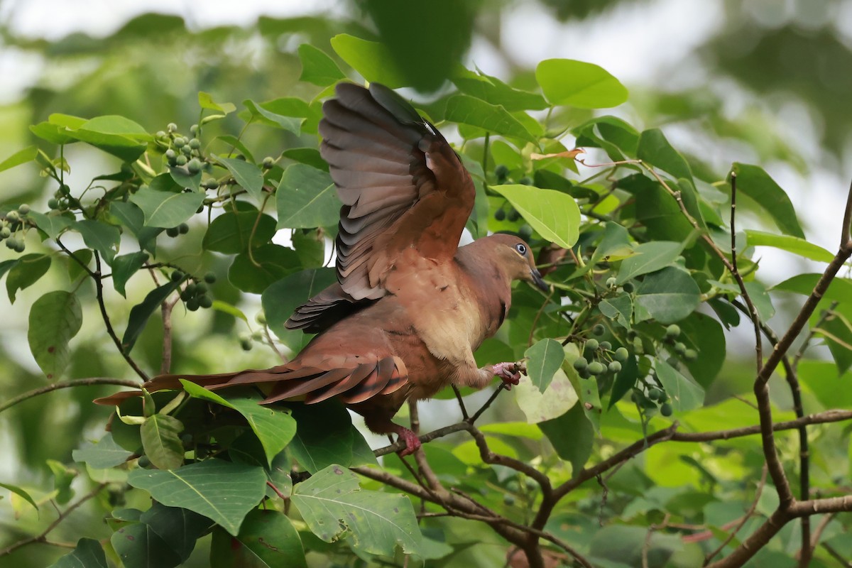 Brown Cuckoo-Dove - ML646376561