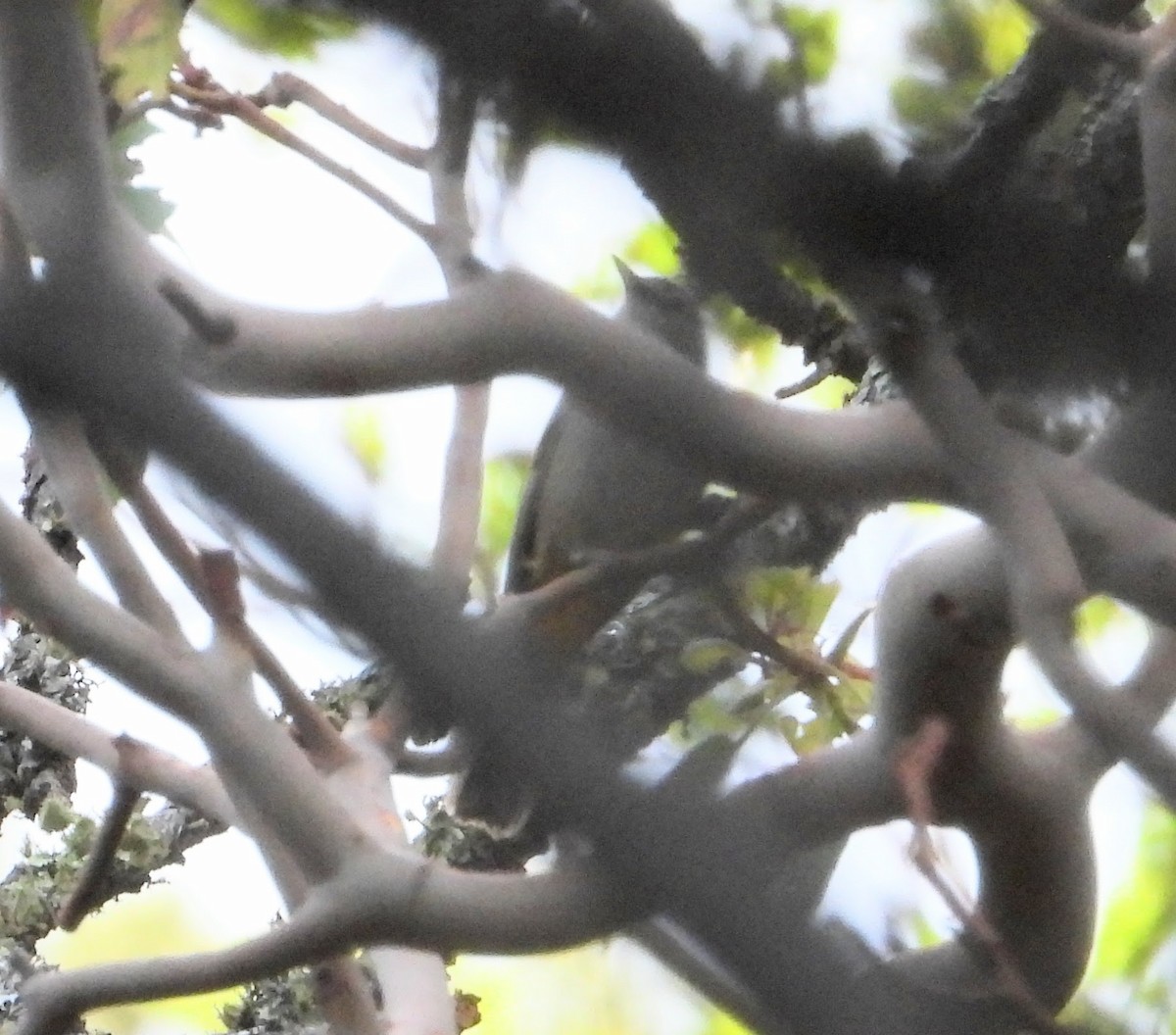 Colima Warbler - ML646376562