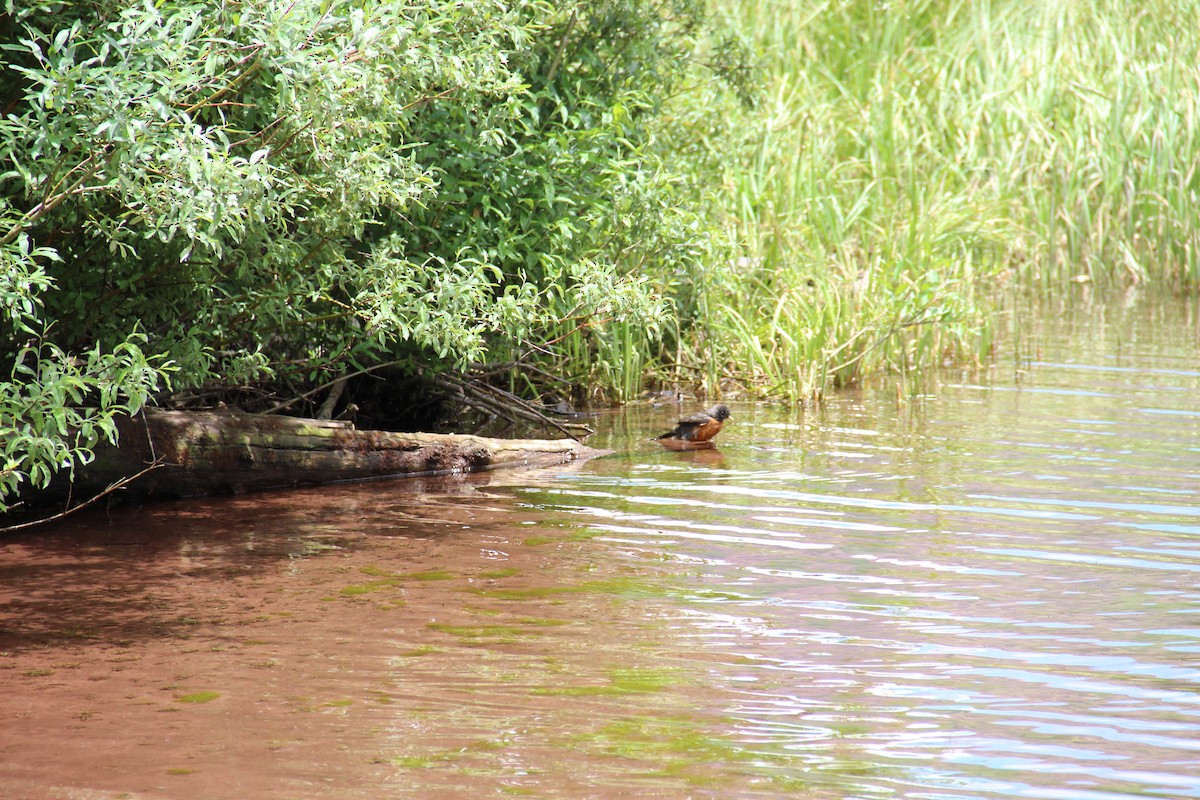American Robin - ML646376568