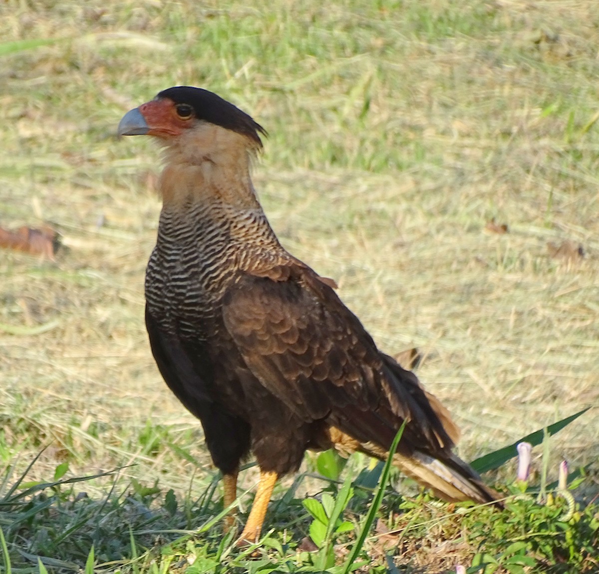 Crested Caracara - ML646376569