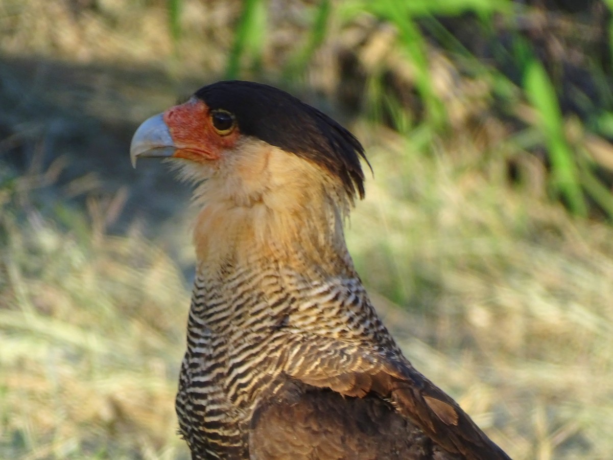 Crested Caracara - ML646376570