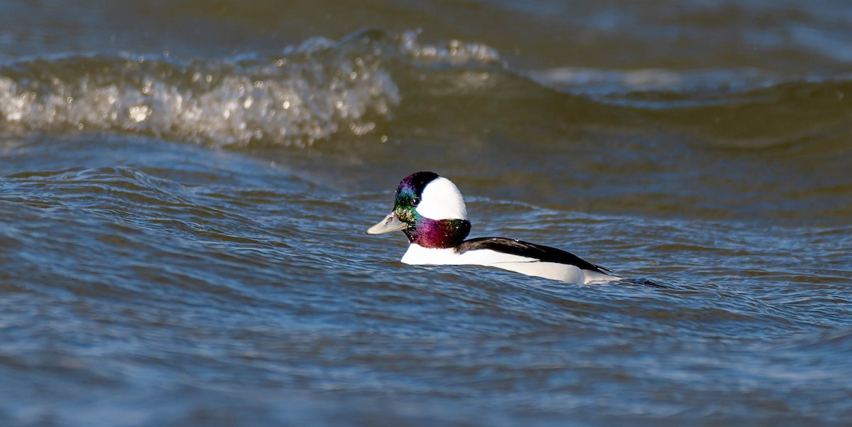 Bufflehead - ML646376571