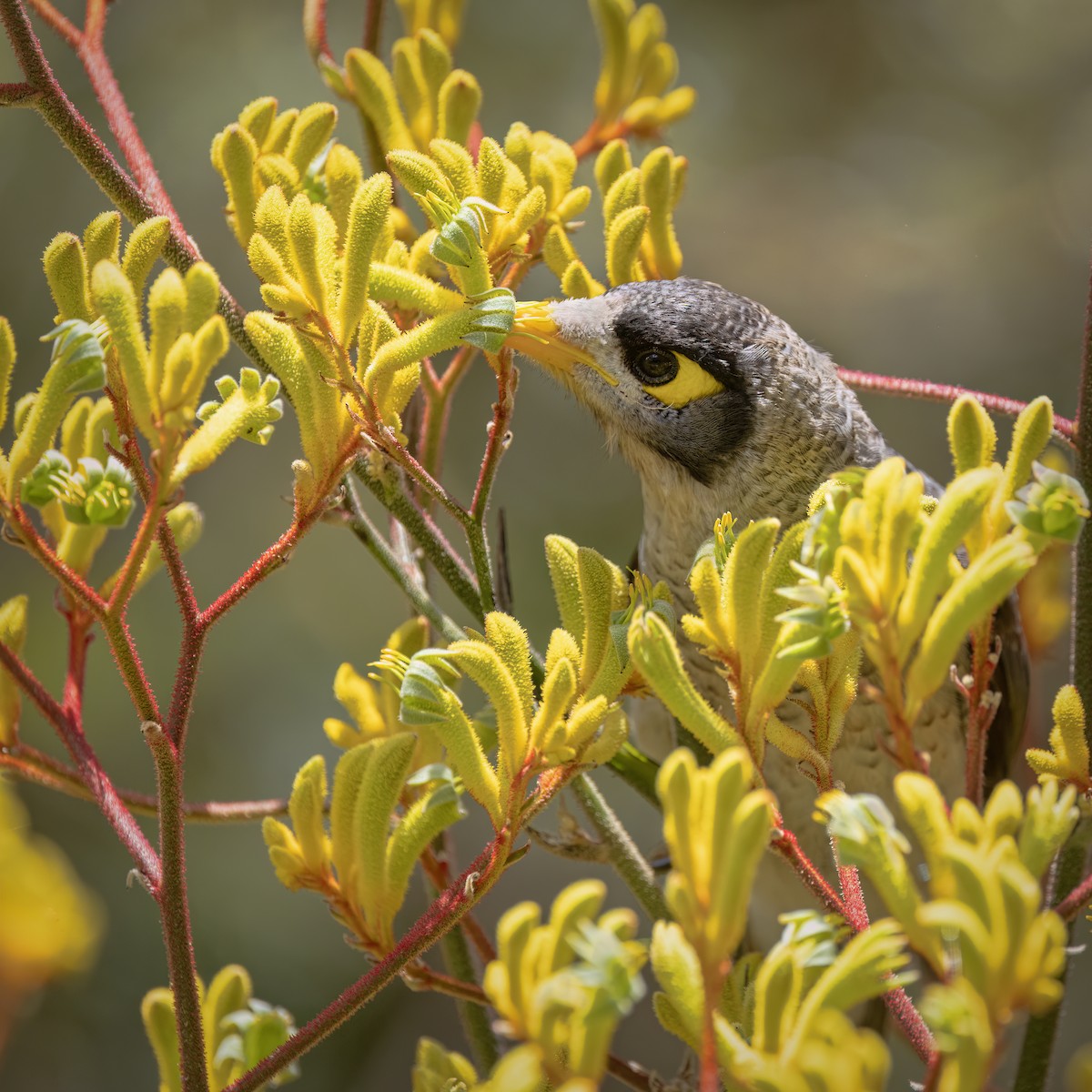 Noisy Miner - ML646376572