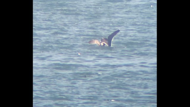 Gavión Atlántico - ML646376573