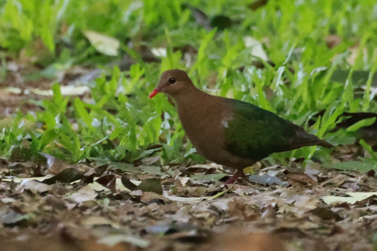 Pacific Emerald Dove - ML646376574