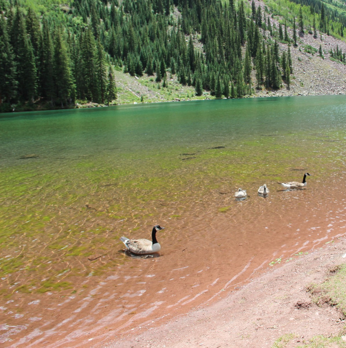 Canada Goose - ML646376576