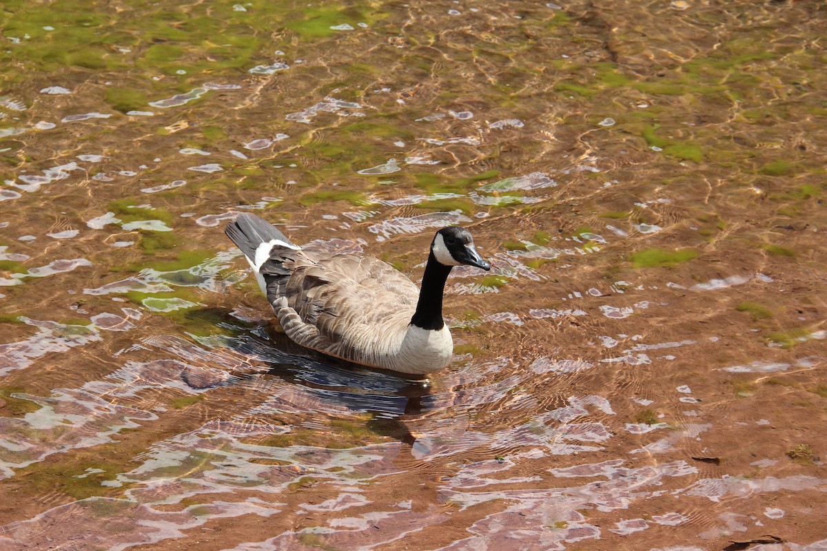 Canada Goose - ML646376577
