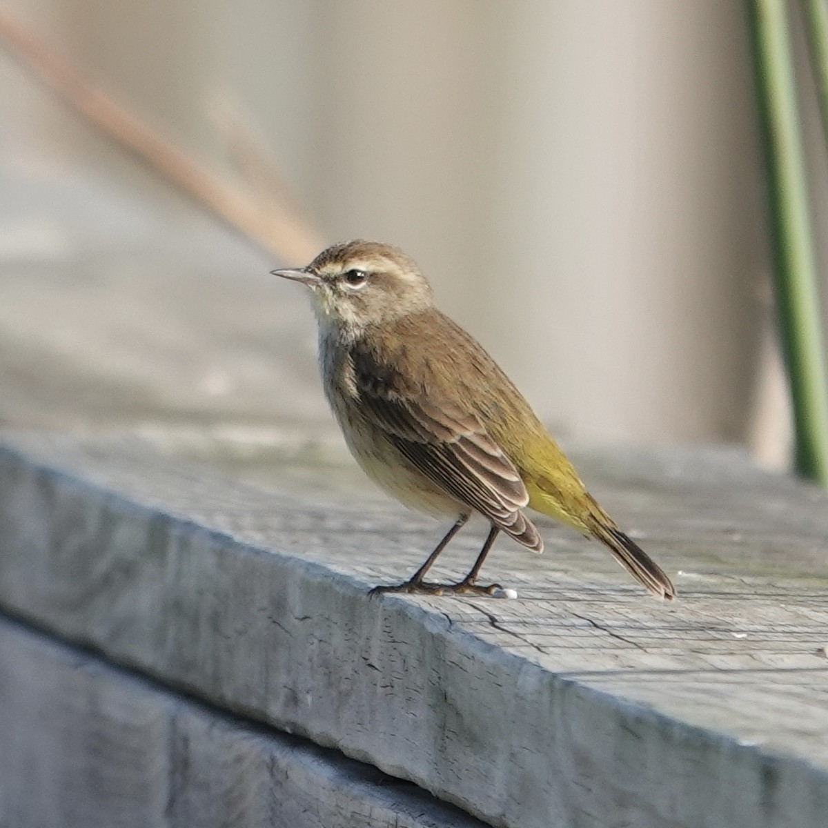 Palm Warbler (Western) - ML646376579