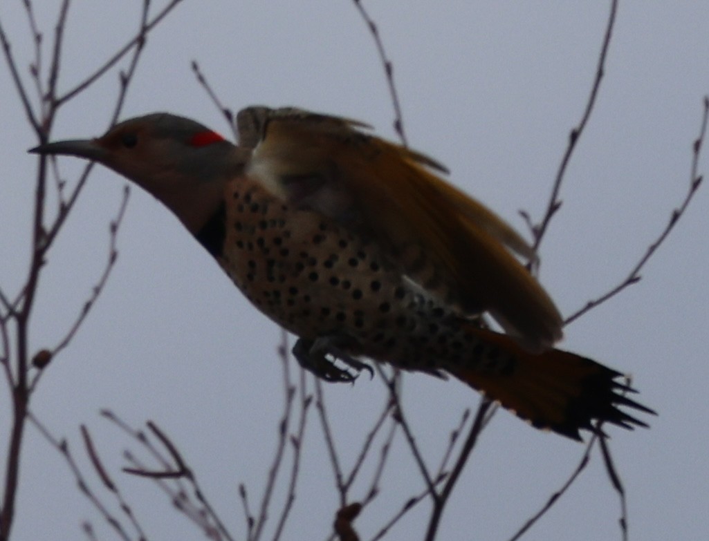 Northern Flicker - ML646376580