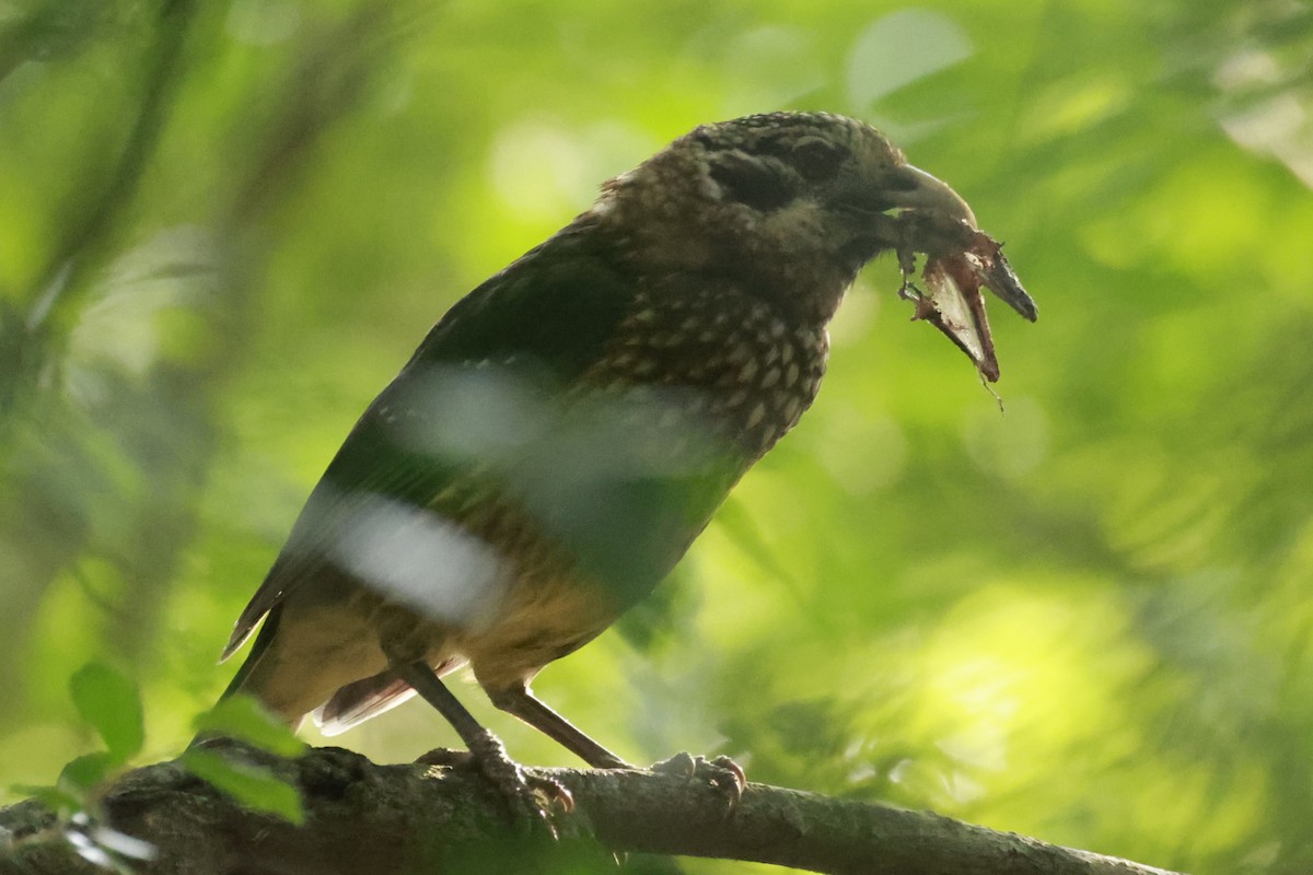 Spotted Catbird - ML646376582