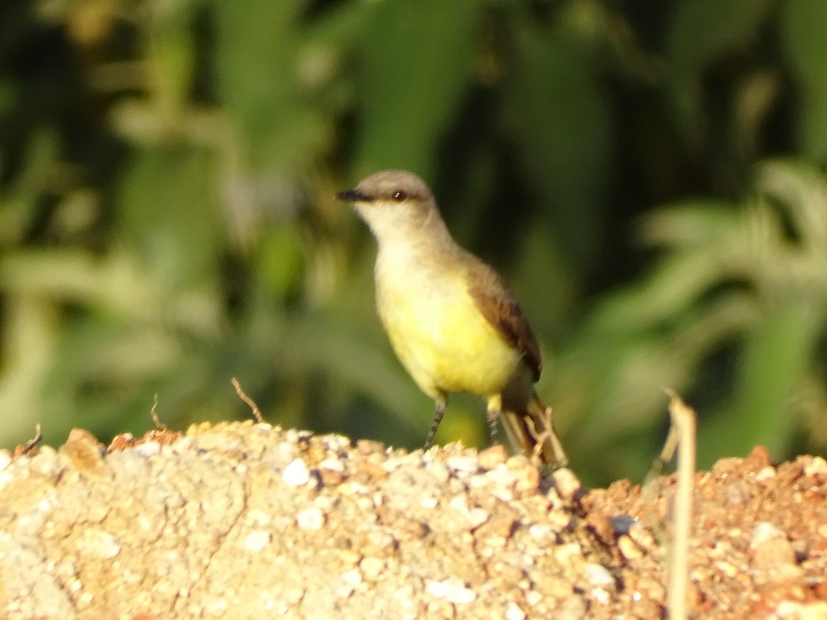 Cattle Tyrant - ML646376583