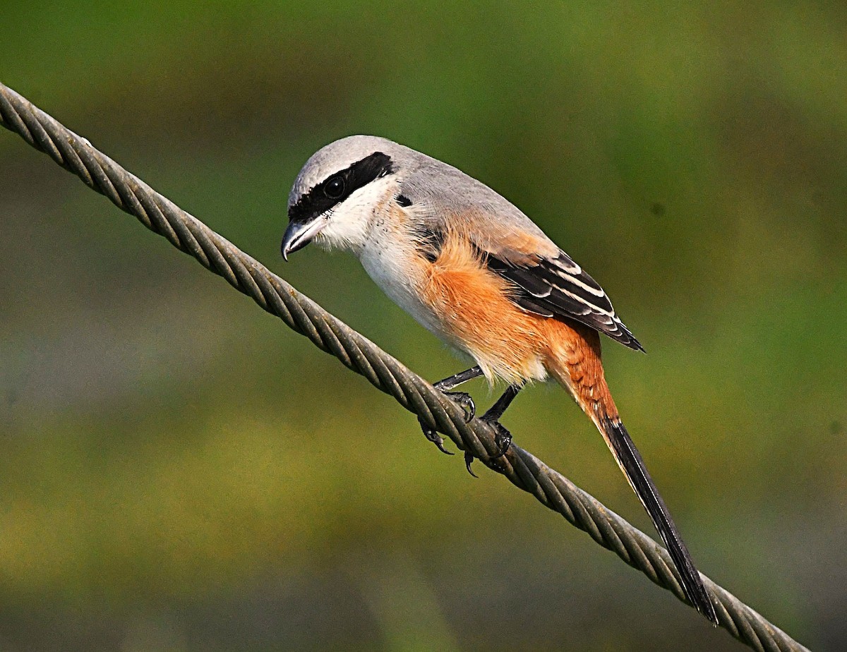 Long-tailed Shrike - ML646376586