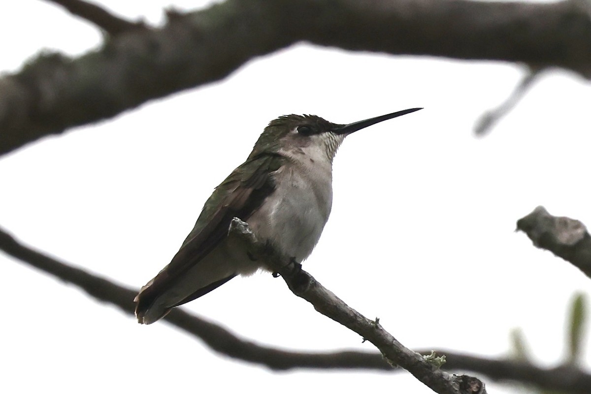 Колібрі рубіновогорлий - ML646376590