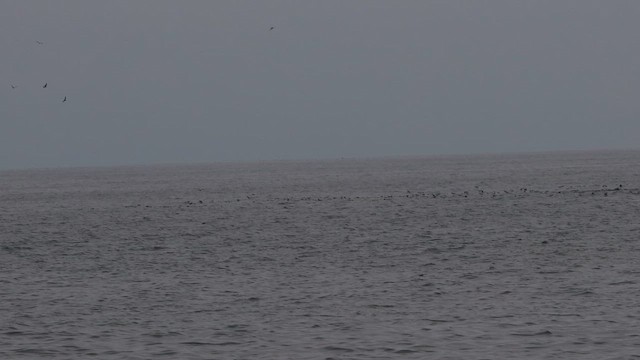 Pardela Culinegra - ML646376593