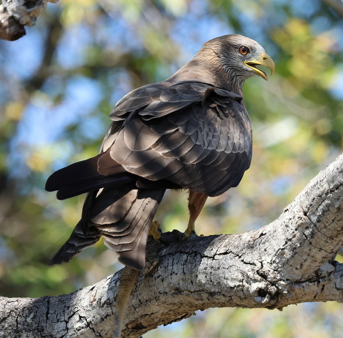 Black Kite (Yellow-billed) - ML646376594