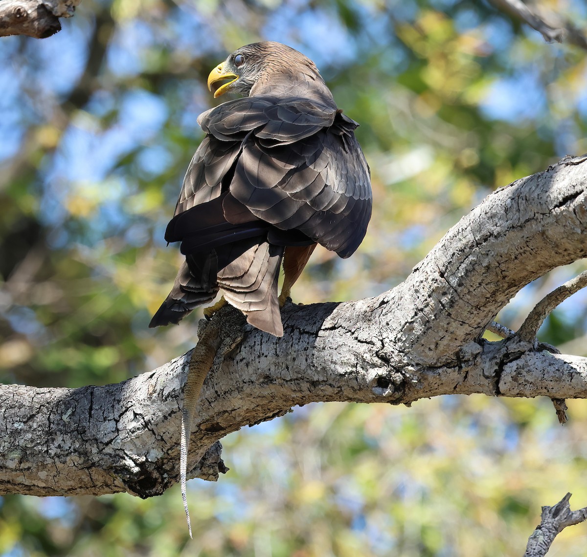 Black Kite (Yellow-billed) - ML646376596