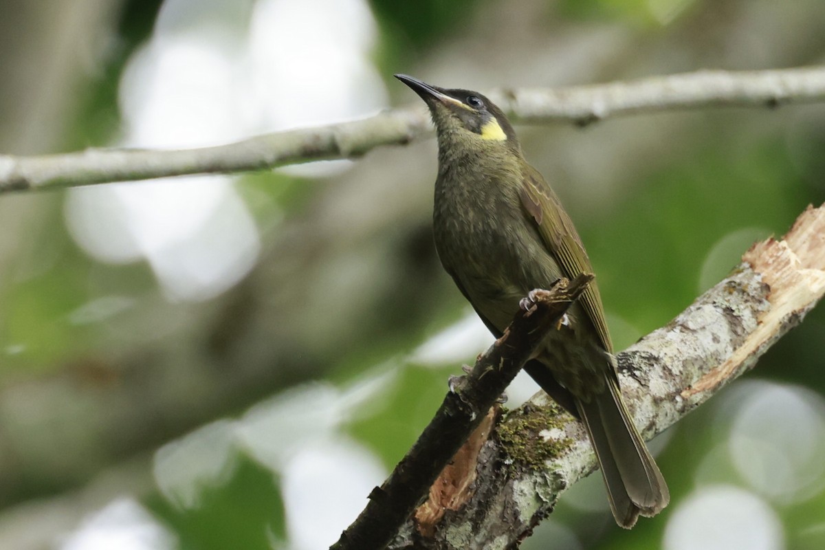 Yellow-spotted Honeyeater - ML646376597