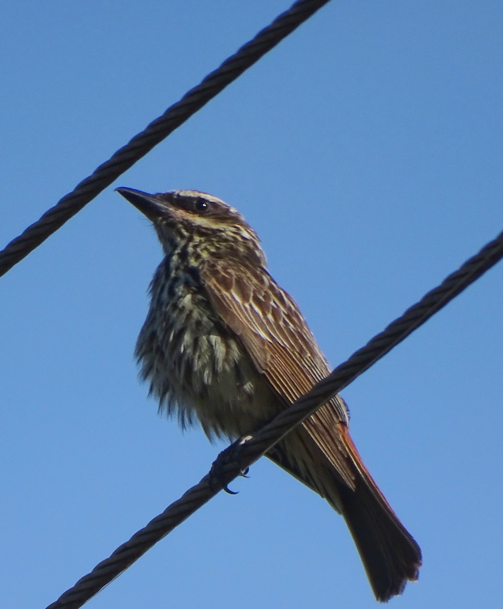 Streaked Flycatcher - ML646376599
