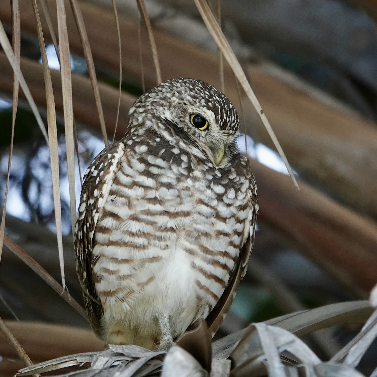 Burrowing Owl - ML646376600
