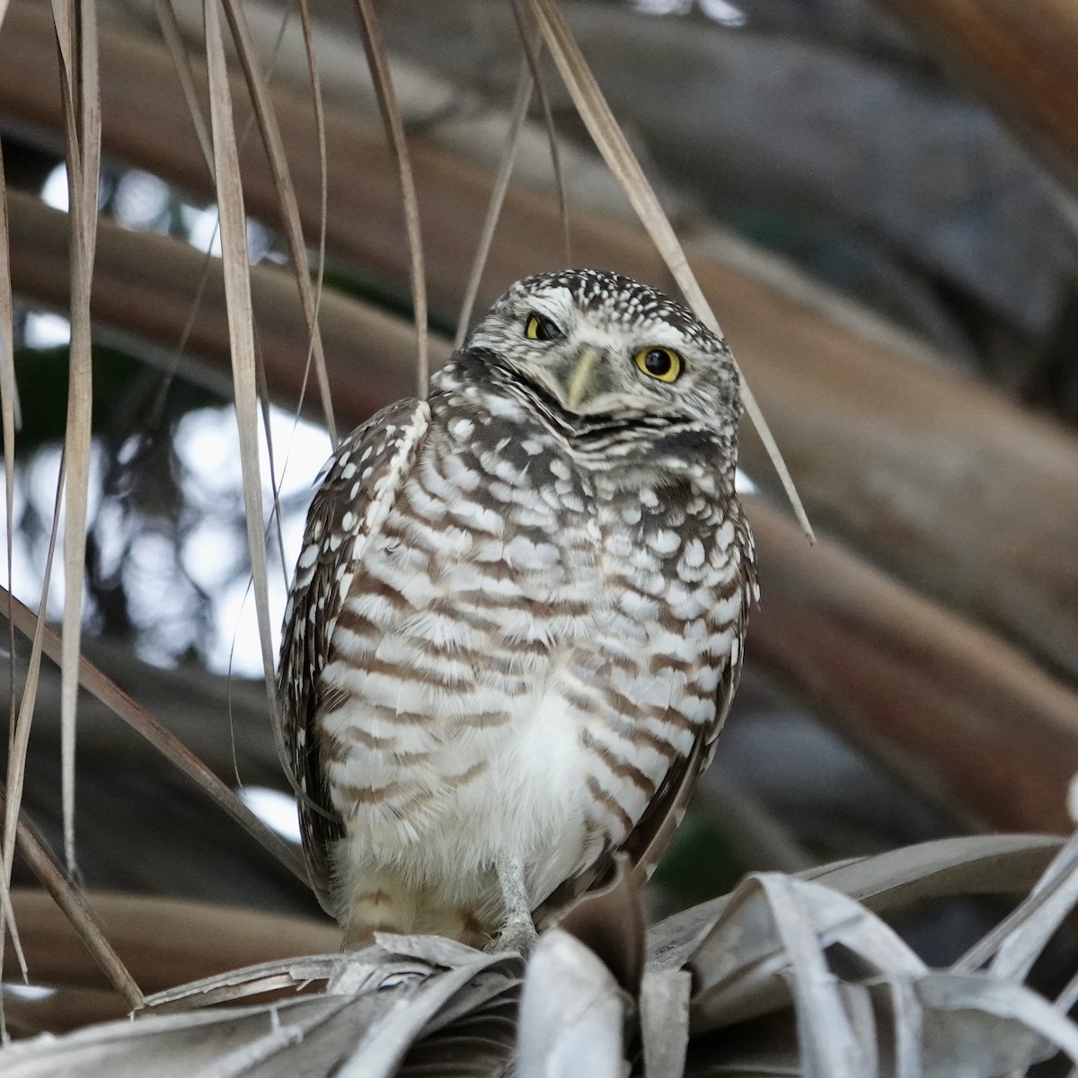 Burrowing Owl - ML646376601