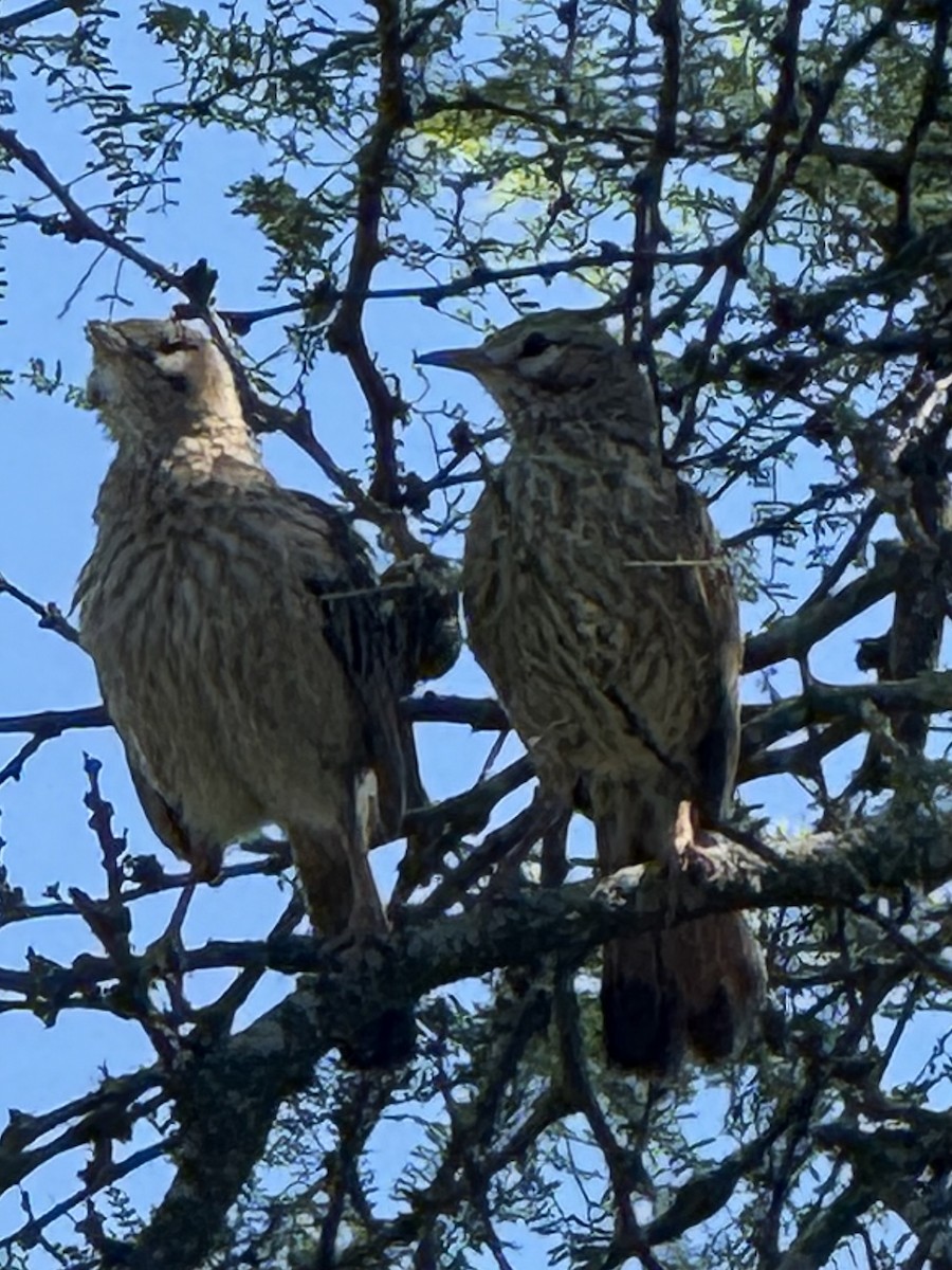 Lark-like Brushrunner - ML646376604