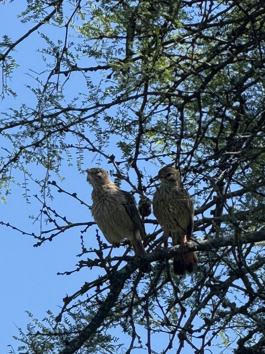 Lark-like Brushrunner - ML646376605