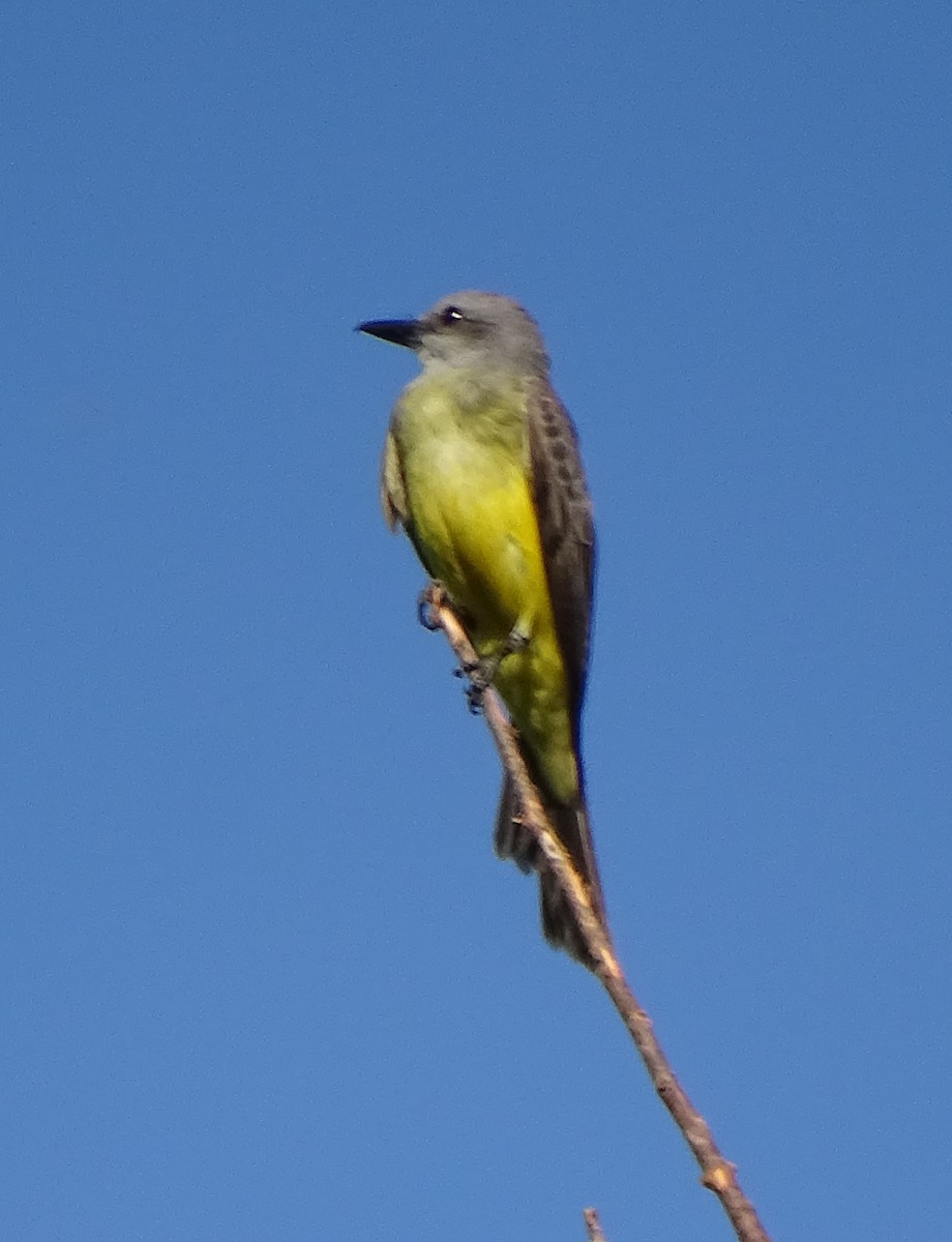Tropical Kingbird - ML646376607