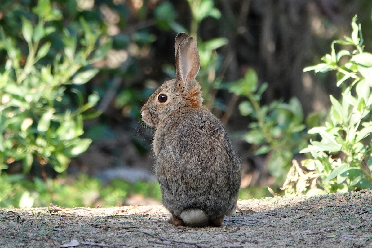 Desert Cottontail - ML646376608