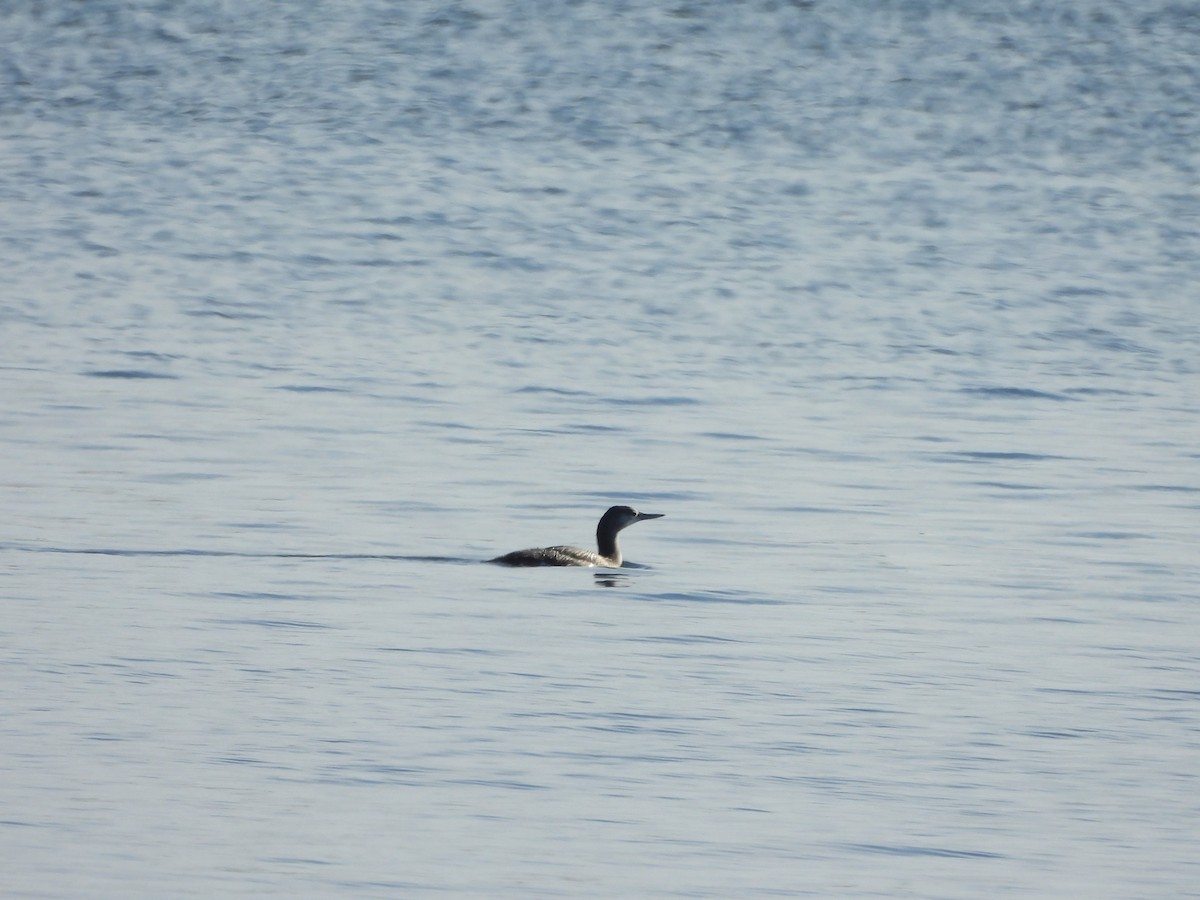 紅喉潛鳥 - ML646376610