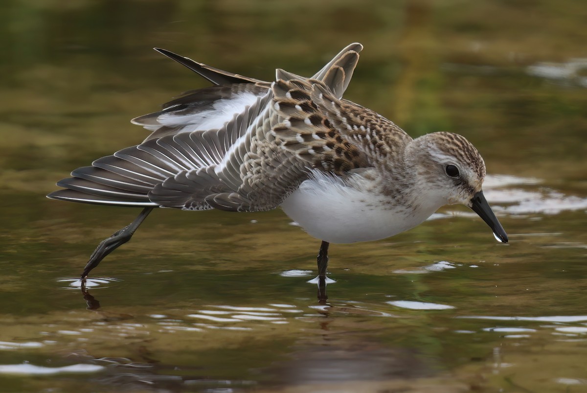 Semipalmated Sandpiper - ML646376614