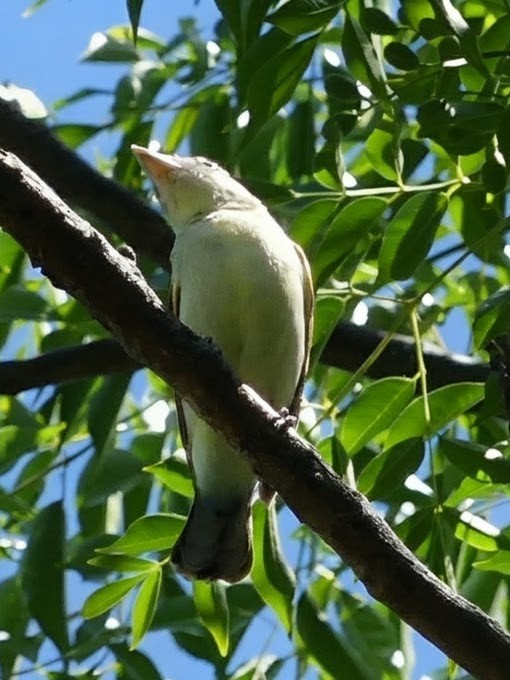 White-winged Becard - ML646376615