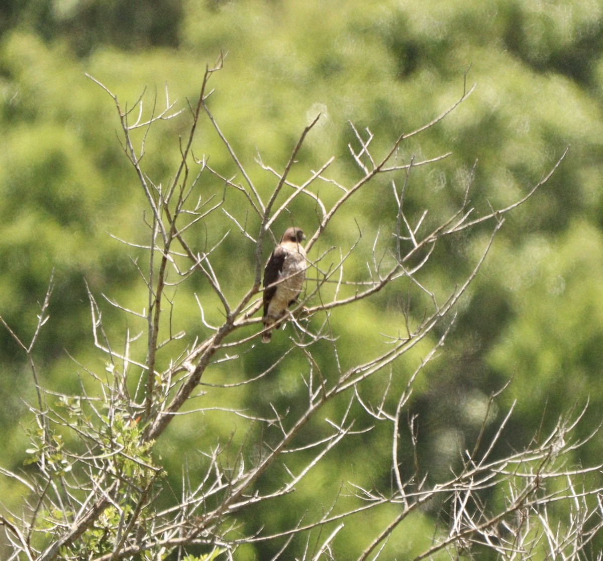 Yol Şahini - ML646376616