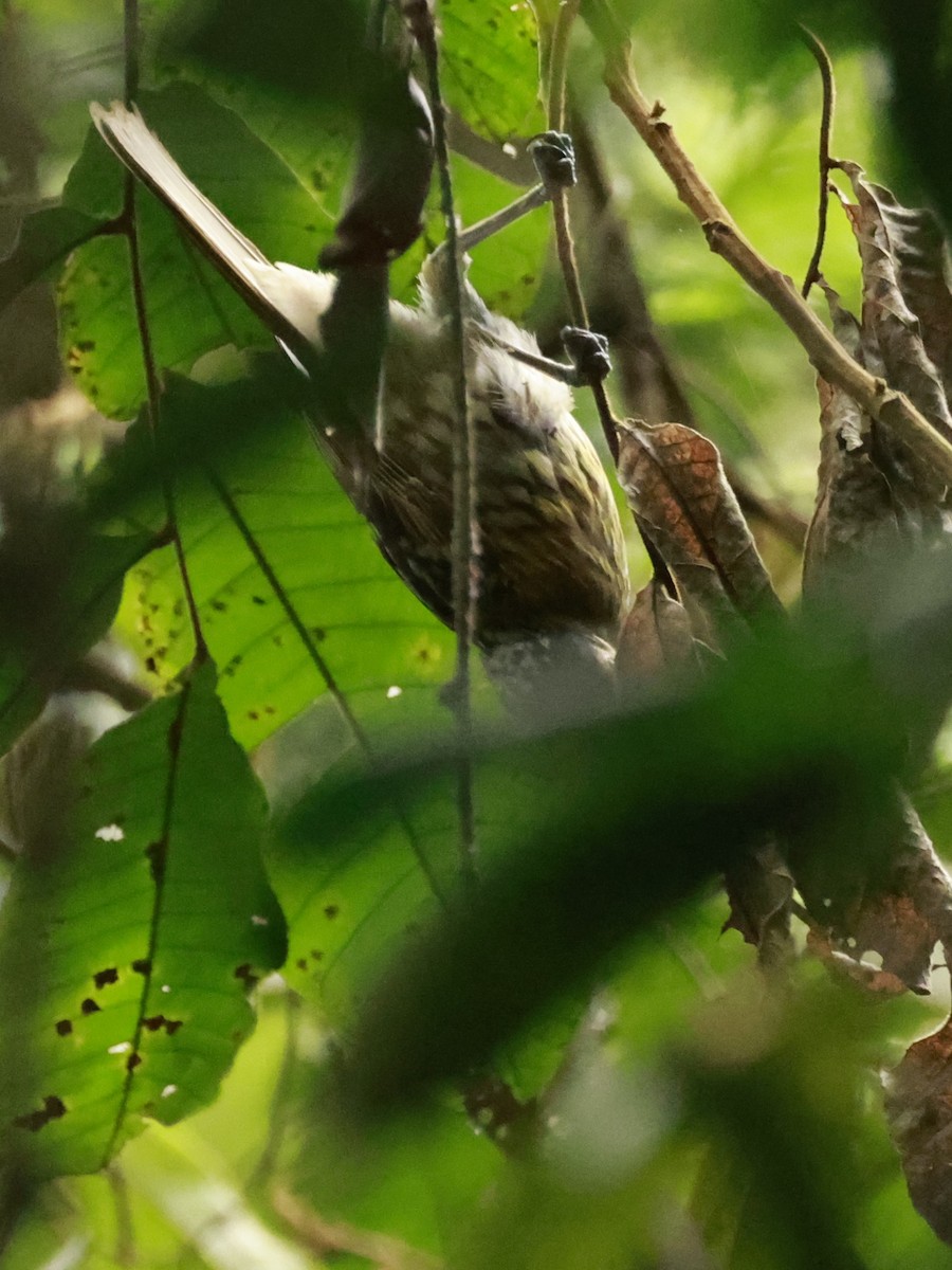 Macleay's Honeyeater - ML646376619