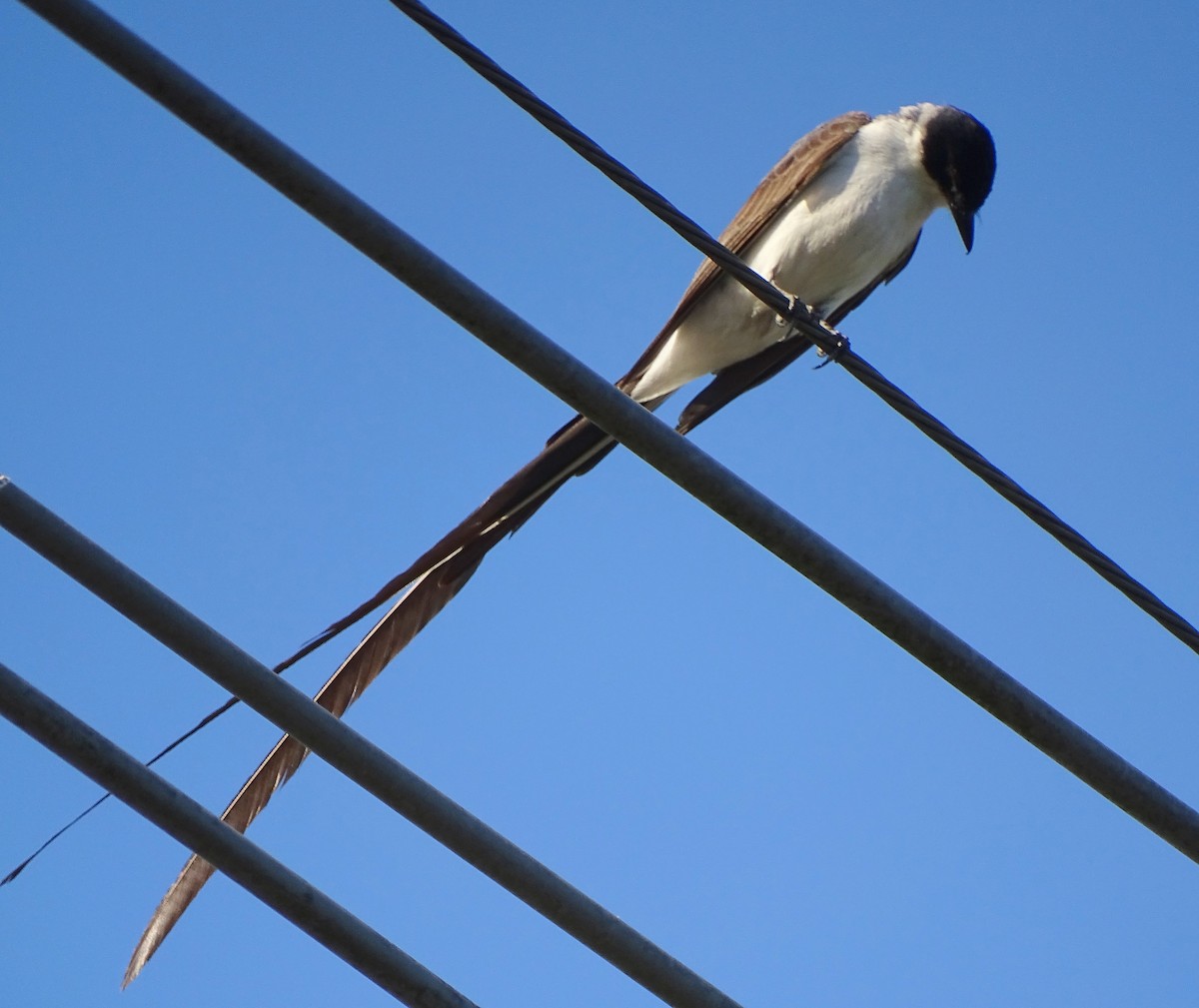 Fork-tailed Flycatcher - ML646376622