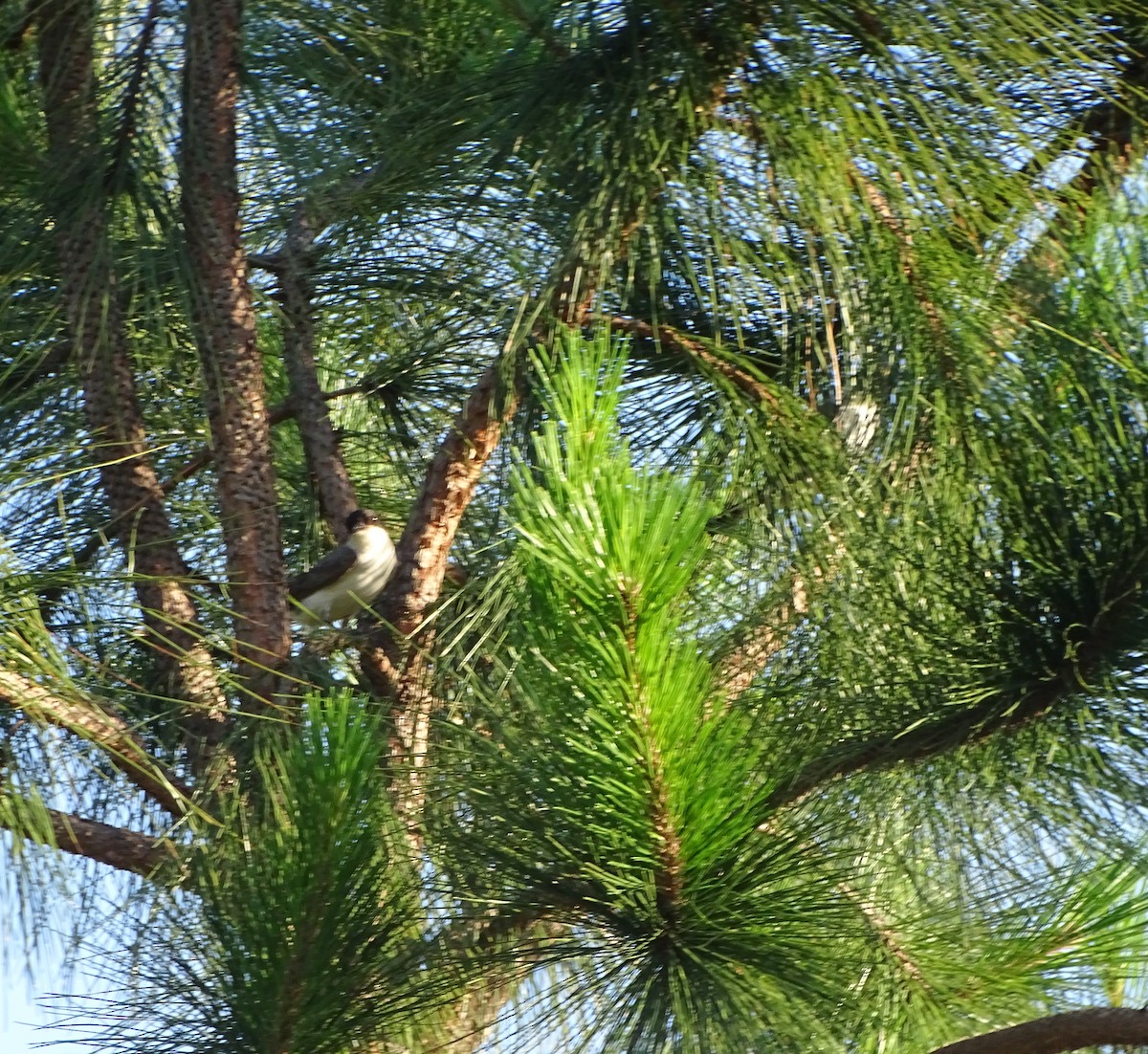 Fork-tailed Flycatcher - ML646376623