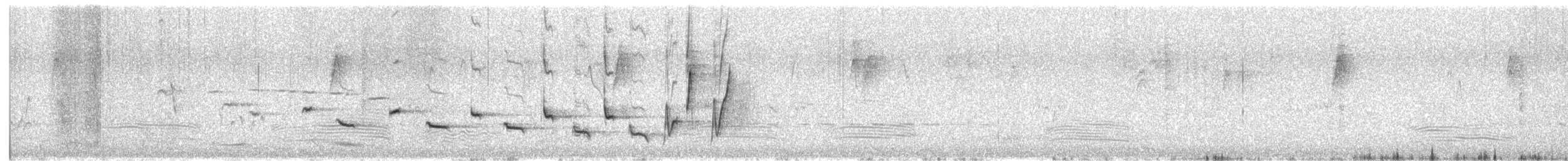 Noisy Scrub-bird - ML646376624