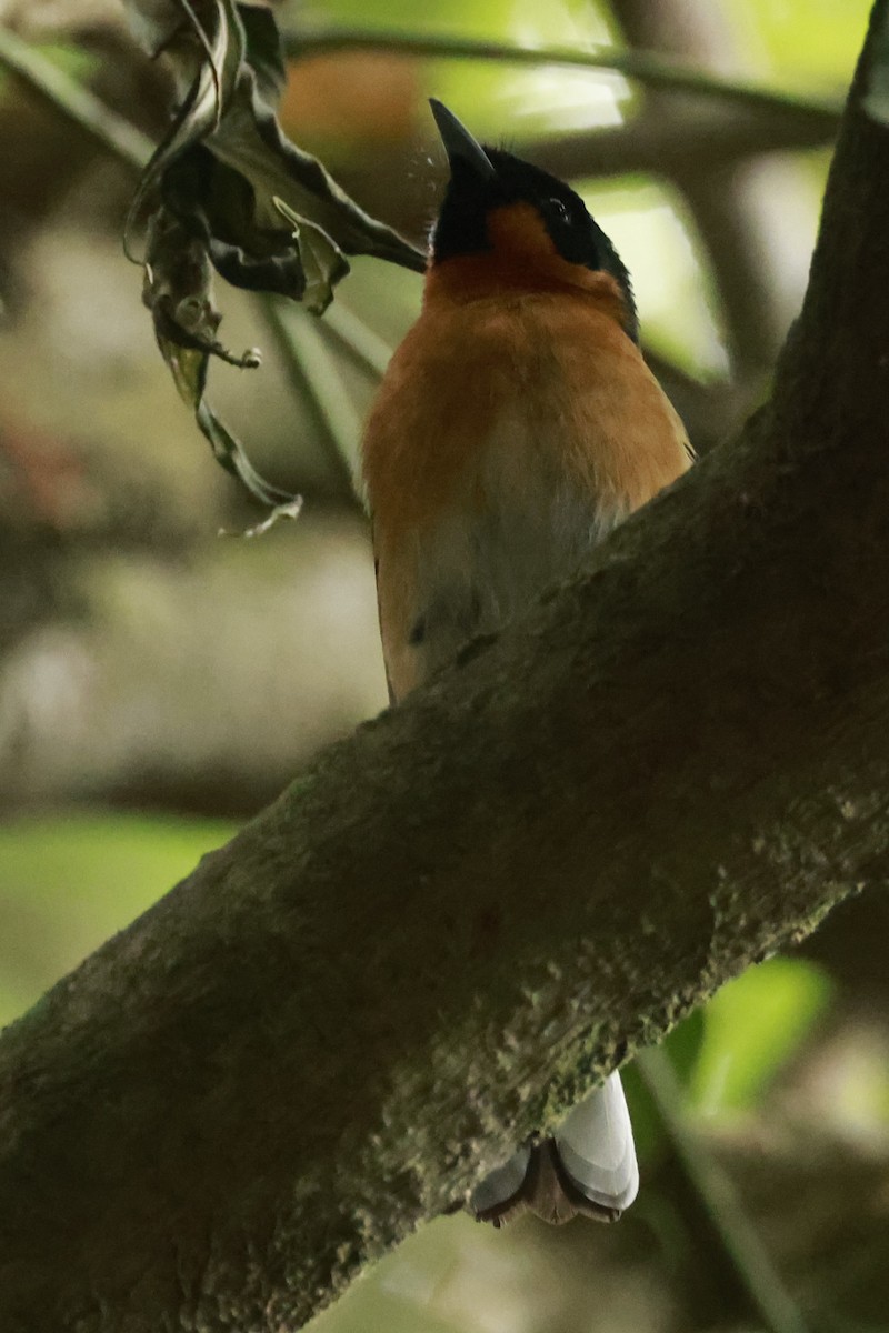 Australian Spectacled Monarch - ML646376626