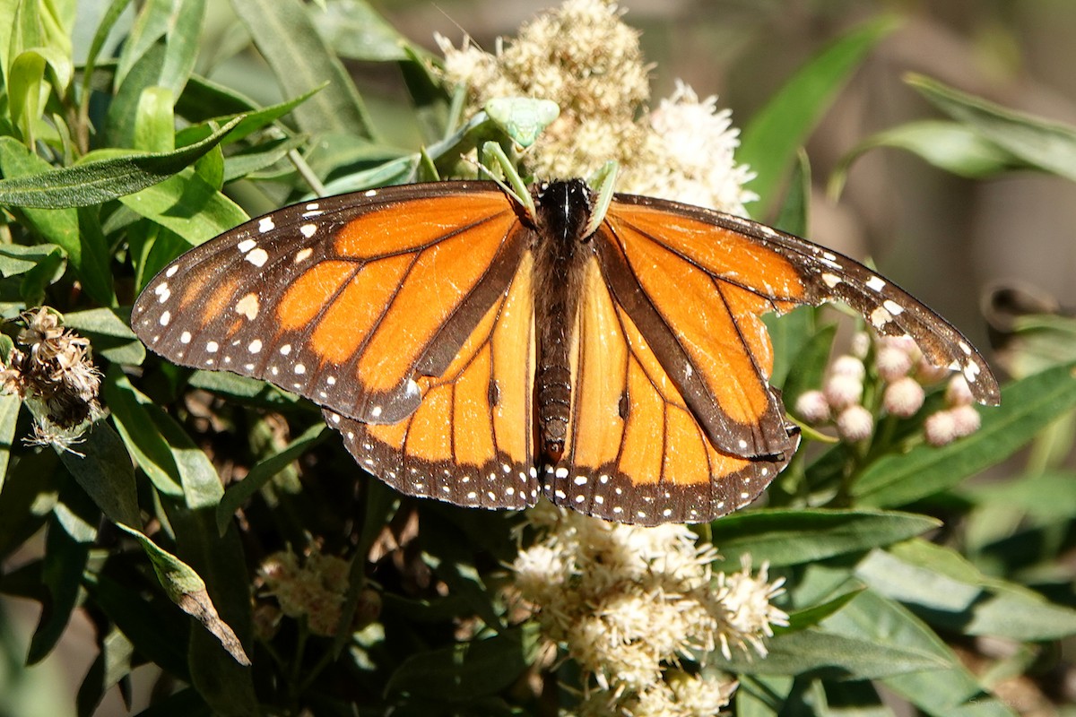 Monarch - ML646376627