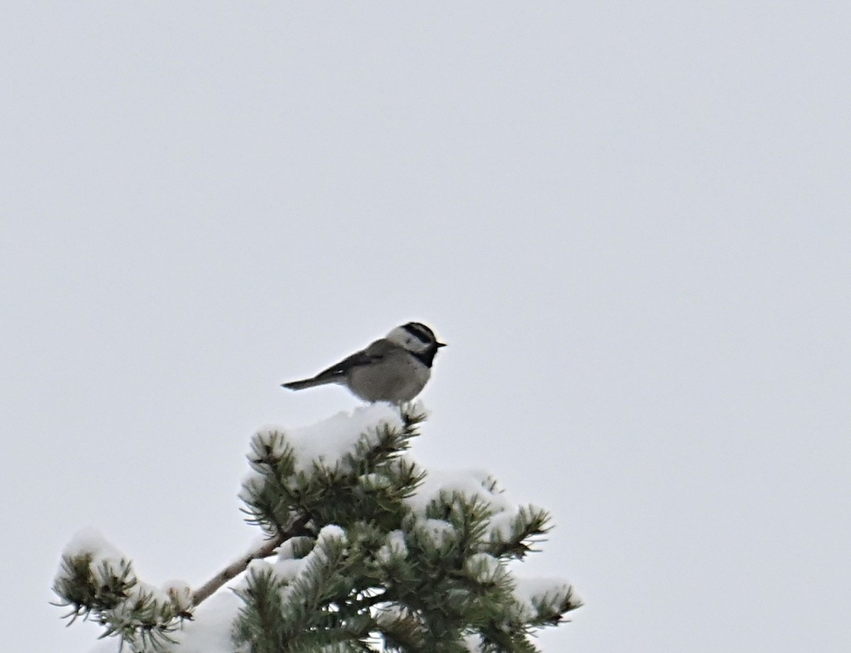 Mountain Chickadee - ML646376628