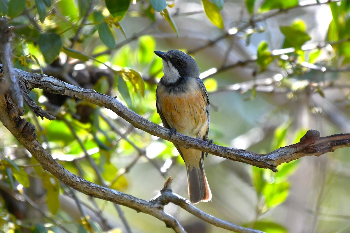 Rufous Whistler - ML646376631