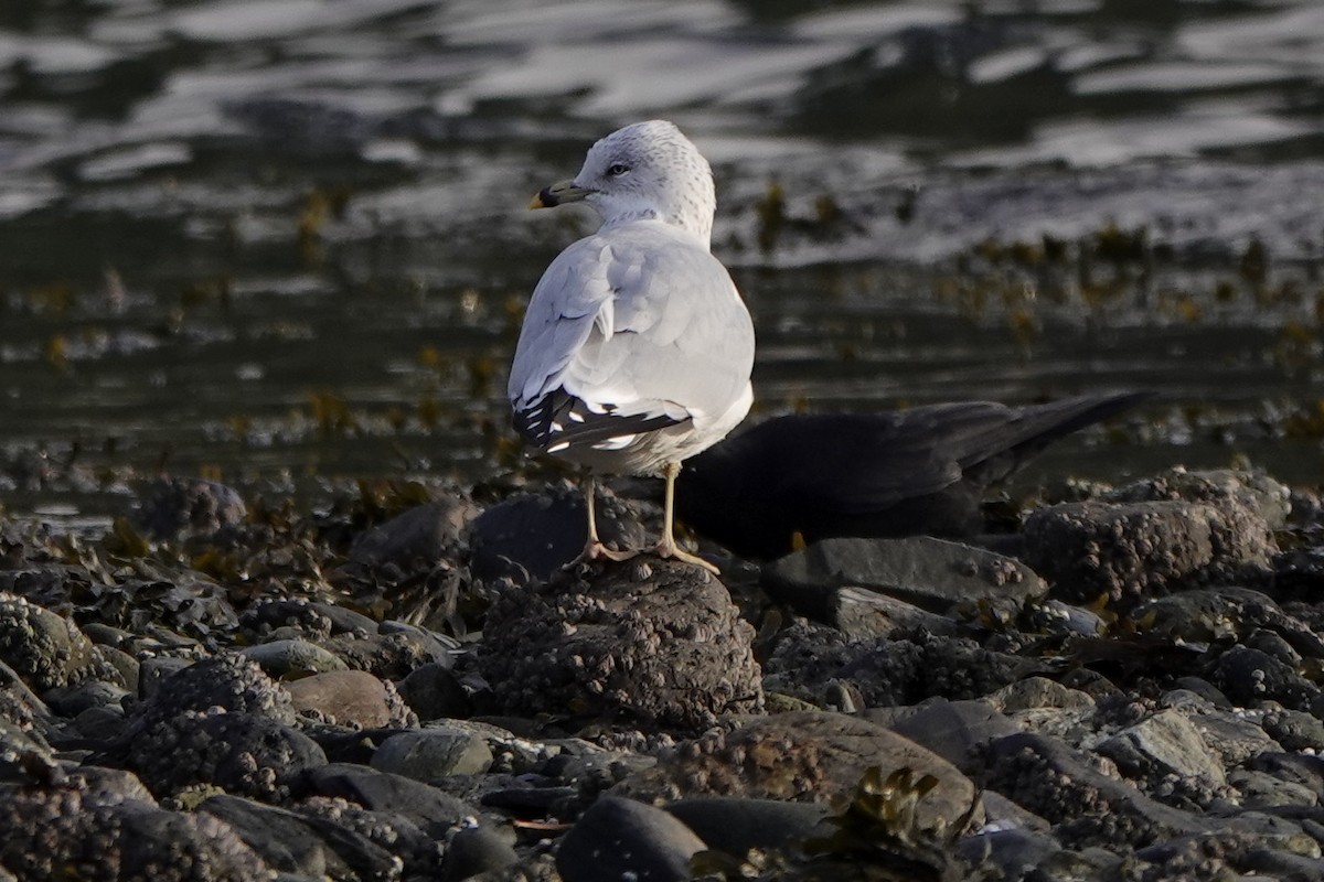 Ring-billed Gull - ML646376632