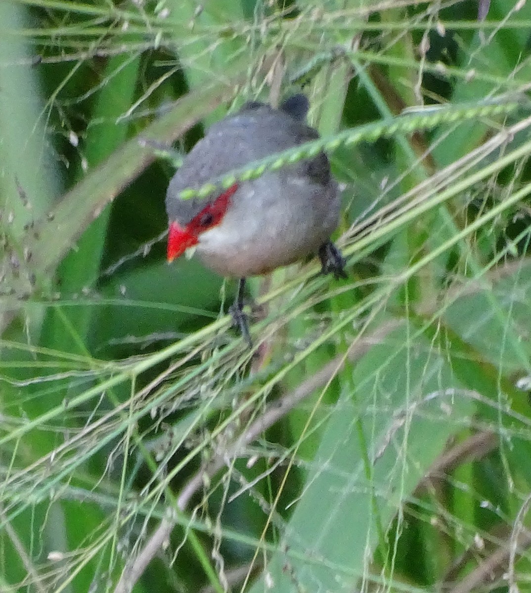 פרושית אדומת-משקפיים - ML646376635